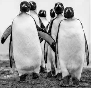 David Yarrow, Wise Guys, 2018 contemporary Print by the British Artist.