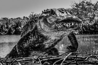 David Yarrow, Florida, 2026 contemporary Print by the British Artist.