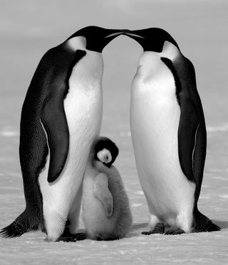 David Yarrow, Contentment, 2010 contemporary Print by the British Artist.