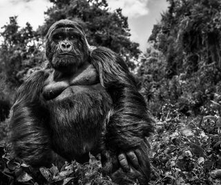 David Yarrow, Judge and Jury, 2019 contemporary Print by the British Artist.