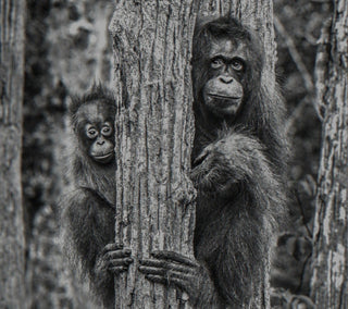 David Yarrow, Family Tree, 2018 contemporary Works on Paper by the British Artist.
