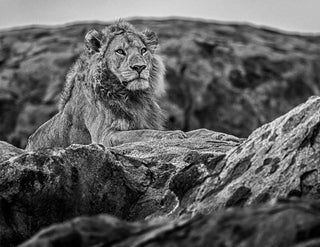 David Yarrow, Serengeti, 2019 contemporary Print by the British Artist.