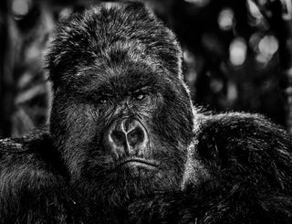 David Yarrow, The Governor, 2019 contemporary Print by the British Artist.