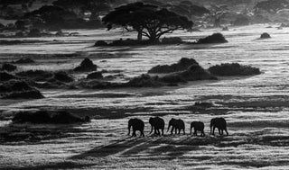 David Yarrow, Dawn Commute, 2014 contemporary Print by the British Artist.