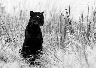 David Yarrow, Bagheera, 2016 contemporary Print by the British Artist.