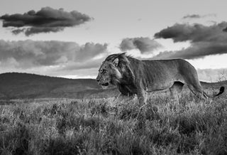 David Yarrow, The Late Shift, 2017 contemporary Print by the British Artist.