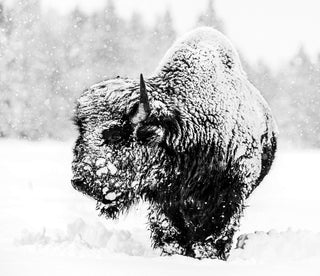 David Yarrow, Local Hero, 2020 contemporary Print by the British Artist.