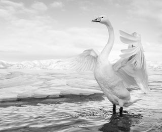 David Yarrow, Swan Lake, 2017 contemporary Print by the British Artist.