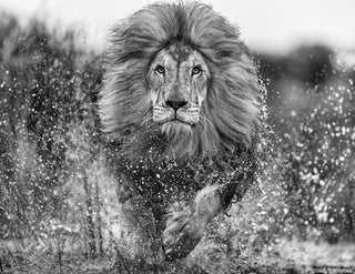 David Yarrow, Marshlands, 2023 contemporary Print by the British Artist.