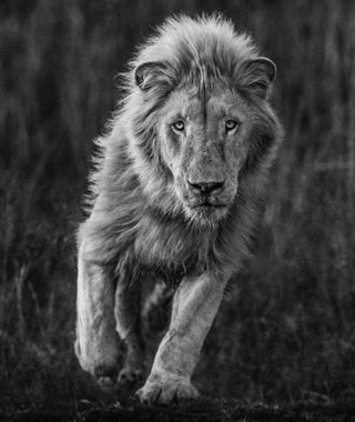 David Yarrow, Thor, 2018 contemporary Print by the British Artist.