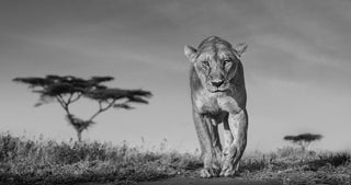 David Yarrow, Acacia, 2020 contemporary Print by the British Artist.