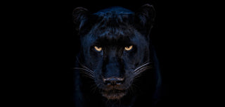 David Yarrow, The Black Panther Club (Colour), 2025 contemporary Print by the British Artist.