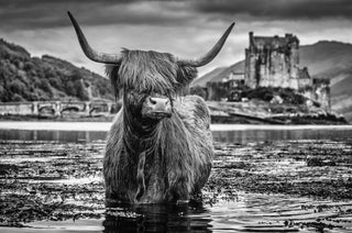 David Yarrow, Back to School, 2019 contemporary Print by the British Artist.