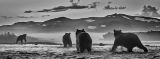 David Yarrow, Bear Market, 2023 contemporary Print by the British Artist.