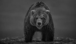 David Yarrow, Bearish, 2021 contemporary Print by the British Artist.