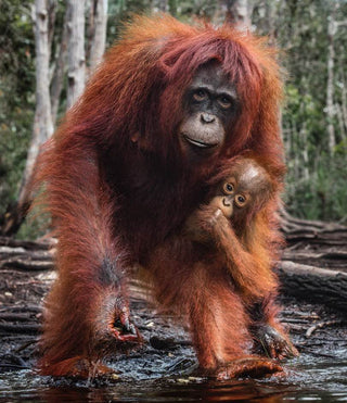 David Yarrow, The House of Orange (Colour), 2018 contemporary Print by the British Artist.