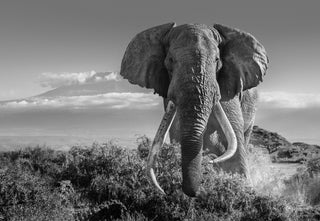 David Yarrow, Africa 2, 2018 contemporary Print by the British Artist.