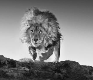 David Yarrow, Hairspray, 2010 contemporary Print by the British Artist.
