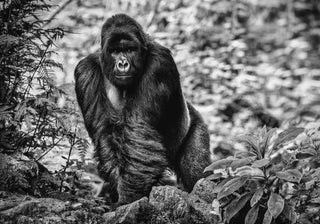 David Yarrow, The Pilgrim, 2020 contemporary Print by the British Artist.