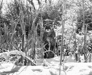 David Yarrow, Silent Witness, 2017 contemporary Print by the British Artist.