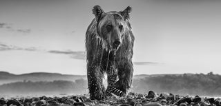 David Yarrow, Bear Island, 2023 contemporary Works on Paper by the British Artist.