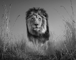 David Yarrow, The King and I, 2016 contemporary Print by the British Artist.