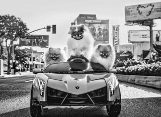 David Yarrow, Who Let the Dogs Out, 2023 contemporary Print by the British Artist.