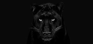 David Yarrow, The Black Panther Club, 2025 contemporary Works on Paper by the British Artist.