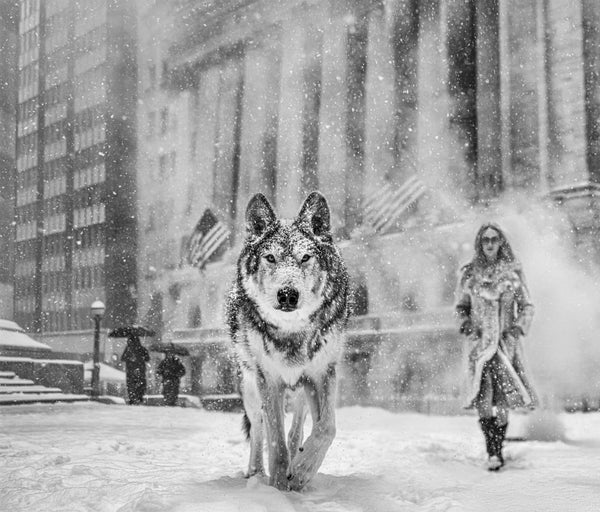 Wall Street Stories by David Yarrow (2026) | Contemporary Print