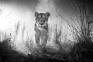 David Yarrow, Gladiator, 2015 contemporary Print by the British Artist.