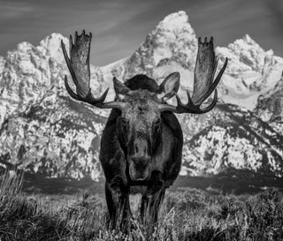 David Yarrow, The Big Moose, 2024 contemporary Print by the British Artist.