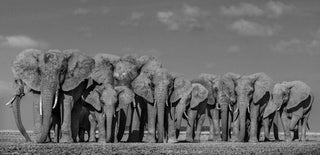 David Yarrow, Defense, 2019 contemporary Print by the British Artist.
