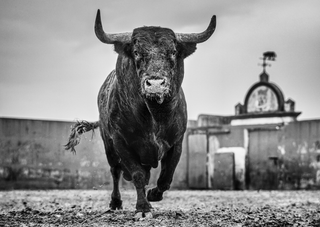 David Yarrow, Bullish, 2024 contemporary Print by the British Artist.