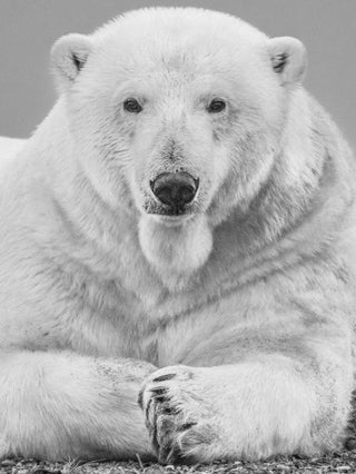 David Yarrow, Statesman, 2018 contemporary Print by the British Artist.