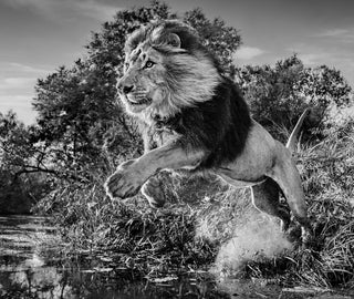 David Yarrow, First Down, 2020 contemporary Print by the British Artist.