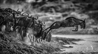 David Yarrow, Follow the Leader, 2020 contemporary Print by the British Artist.