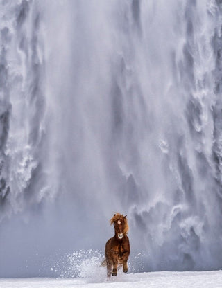 David Yarrow, The Big Chill, 2024 contemporary Print by the British Artist.