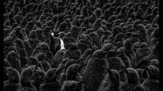 David Yarrow, Daddy's Home, 2018 contemporary Print by the British Artist.