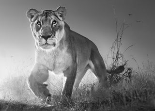 David Yarrow, Dawn Run, 2017 contemporary Print by the British Artist.