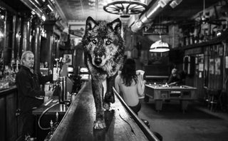 David Yarrow, The Wolf of Main St II, 2017 contemporary Print by the British Artist.