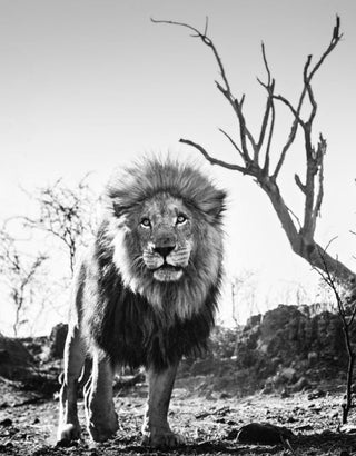 David Yarrow, Cry Me a River, 2016 contemporary Works on Paper by the British Artist.
