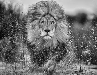 David Yarrow, Marshlands II, 2023 contemporary Works on Paper by the British Artist.