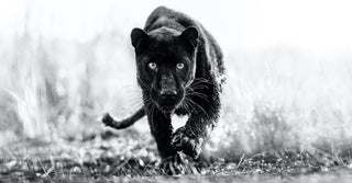 David Yarrow, T'Challa, 2022 contemporary Print by the British Artist.