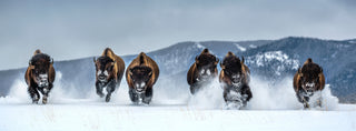 David Yarrow, Bills (Colour), 2025 contemporary Print by the British Artist.