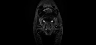 David Yarrow, Black Magic, 2025 contemporary Print by the British Artist.