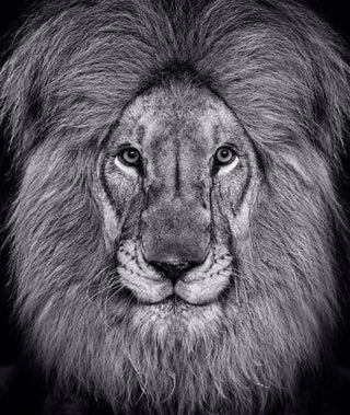 David Yarrow, The King's Speech, 2022 contemporary Print by the British Artist.
