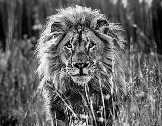 David Yarrow, The Full Nine Yards, 2014 contemporary Works on Paper by the British Artist.