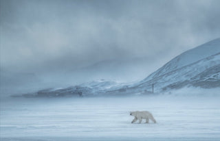 David Yarrow, North of the Wall, 2019 contemporary Print by the British Artist.