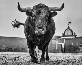 David Yarrow, El Toro, 2024 contemporary Print by the British Artist.