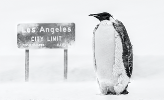 David Yarrow, LA Baby, 2022 contemporary Print by the British Artist.